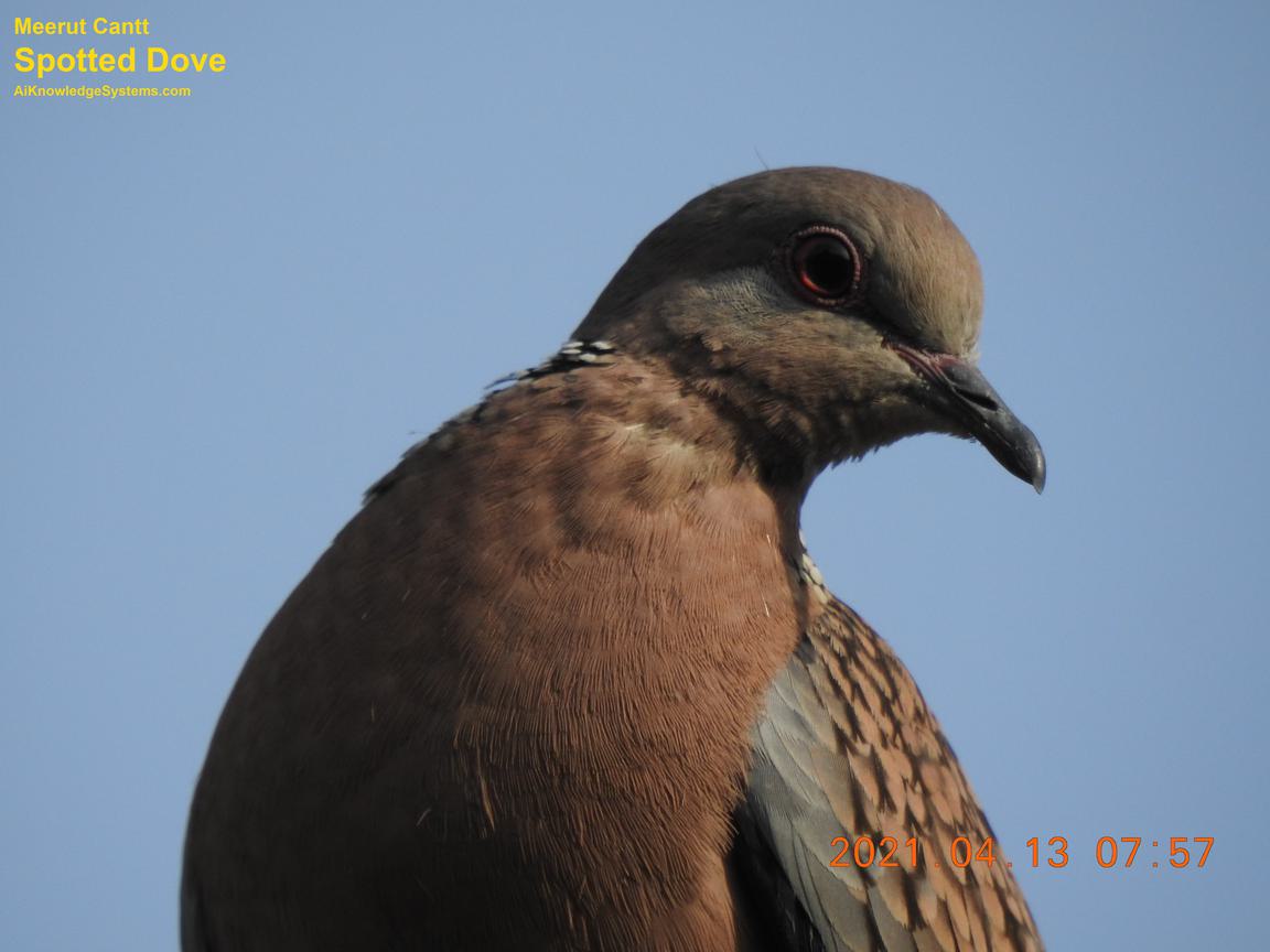 Dove Spotted (138) Coming Soon